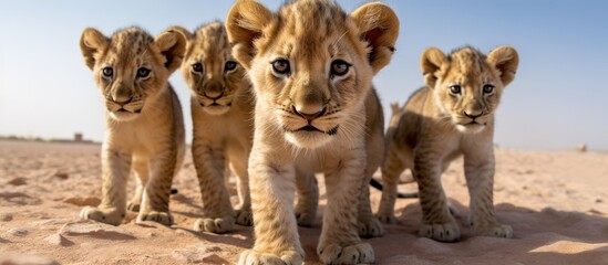 a herd of small lions is looking at the camera on a natural background, desert - obrazy, fototapety, plakaty