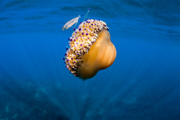 Jellyfish huevo frito minorca beach mediterranean sea alevin fish color stung