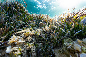 pinna nobilis nacra mediterranean plant oyster animal fauna flora posidonia marine sea floor bottom...