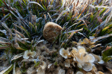pinna nobilis nacra mediterranean plant oyster animal fauna flora posidonia marine sea floor bottom...
