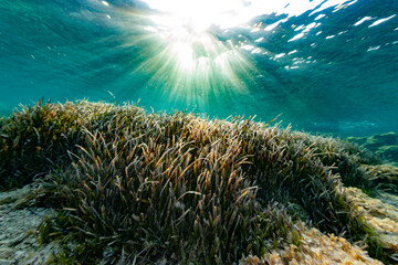 Naklejka na ściany i meble posidonia mediterranean sea floor seascape sun ray sunset sunrise underwater fish uw beach island