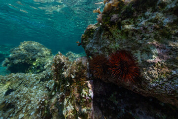Naklejka na ściany i meble sea red urchin coral reef in the mediterranean sea underwater uw animal nature beauty