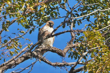 common buzzard in a forest