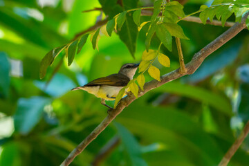 Purple rumped Sunbird
