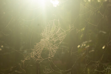 Spider web with morning sunrise dew