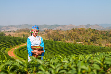 Fototapeta premium girl picking tea leaves,Beautiful asian woman Harvesting tea leaves in the morning, tea leaves in the field of tea,