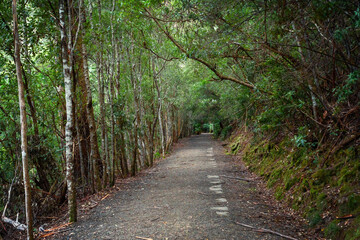 Fototapeta premium path in the woods