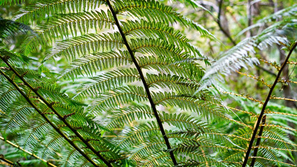 fern leaf in the forest © Sergei