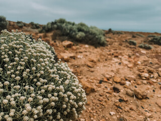 Plants in desert areas. Plants closeup Cape Bridgewater, Portland, Australia, VIC. The Petrified...