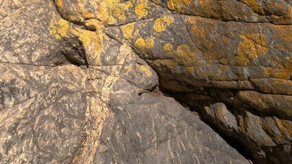 viper is lying on a stone surface