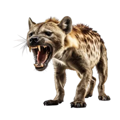 Schilderijen op glas Hyena roar isolated white background © twilight mist