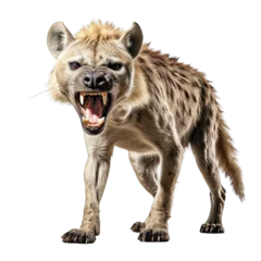 Schilderijen op glas Hyena roar isolated white background © twilight mist