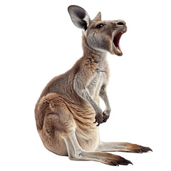Kangaroo roar isolated white background