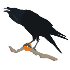 crow on a branch