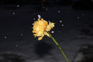 Snow falling on a yellow flower 