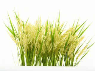 Close-up of ripe rice field on white background, vitamin and health concept. Generative AI.