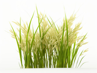 Close-up of ripe rice field on white background, vitamin and health concept. Generative AI.
