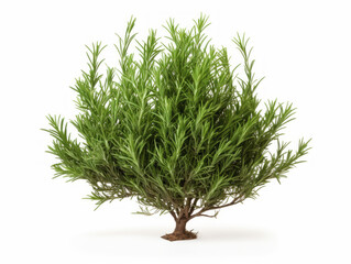 Close-up of fresh rosemary leaves on white background, vitamin and health concept. Generative AI.