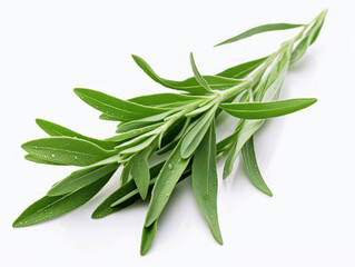 Close-up of fresh tarragon leaves on white background, vitamin and health concept. Generative AI.