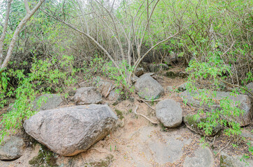 Rocky trail on Chamundi Hills, Mysore, India