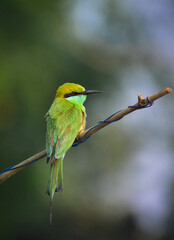 bee eater perched on branch.