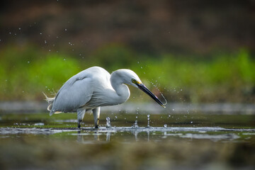 great egret is hunting for fish.