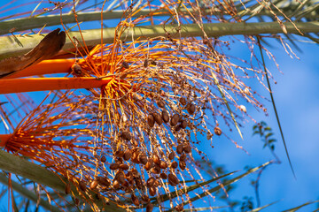 Gros plan sur les fruits et le feuillage d'un palmier dattier