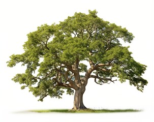 Obraz premium An old oak tree stands alone in a field