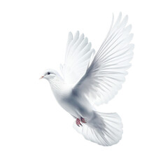 pigeon white flying isolated open wings for background  bird peace