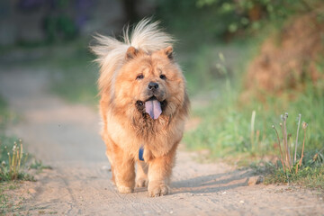 A beautiful purebred chow-chow dog on a walk in a summer park.