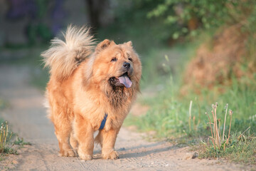 A beautiful purebred chow-chow dog on a walk in a summer park.