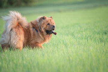 A beautiful purebred chow-chow dog on a walk in a summer park.