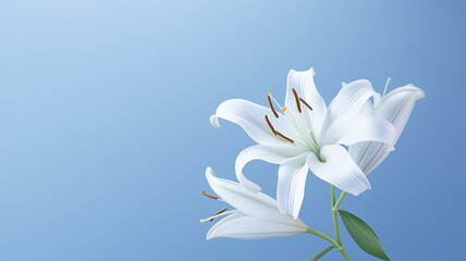 Fototapeta na wymiar White lily flower on pale blue background. 