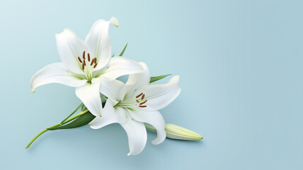 White lily flower on pale blue background.  - obrazy, fototapety, plakaty