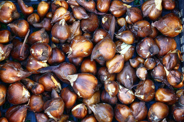 Dry bulbs of a colchicum of the different sizes lie an even layer.
