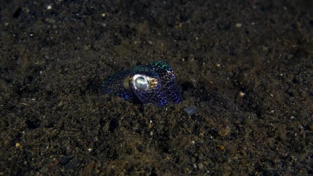 Berry's bobtail squid - Euprymna berryi is burring into the seabed 4k slow motion. Sea life of Tulamben, Bali, Indonesia.