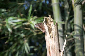 A Angled Red Forester (Lethe chandica) butterfly.