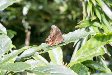 A Angled Red Forester (Lethe chandica) butterfly on the leaf.