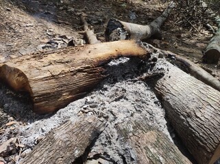 residue from burning camping wood. Illustrative concept: When leaving camping, you must extinguish the fire