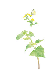 水彩で描いた春の野に咲く菜の花とモンシロチョウの手描きイラスト 白バック 透過背景 コピースペース