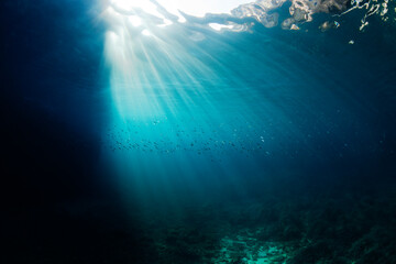 minorca underwater scenery mediterranean fish oblada jellyfish coris julis donzella movement...