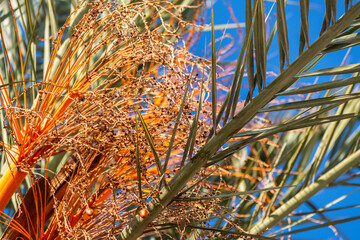 Gros plan sur les fruits et le feuillage d'un palmier dattier
