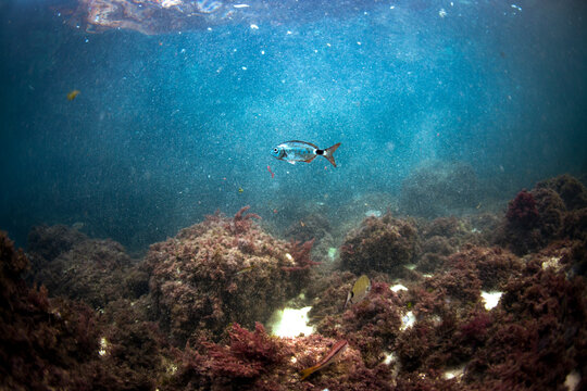 minorca underwater scenery mediterranean fish oblada jellyfish coris julis donzella movement nursery moss plant rock cave love form formation