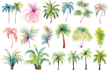 Fototapeta na wymiar Watercolor painting.Date palm trees on a white background. 