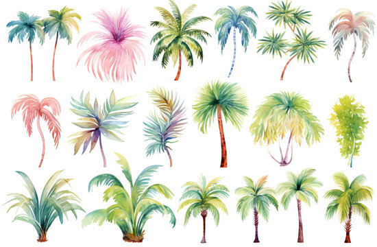Watercolor painting.Date palm trees on a white background. 
