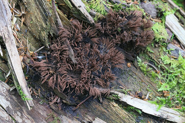 Tube slime mold, Stemonitis fusca, no common English name