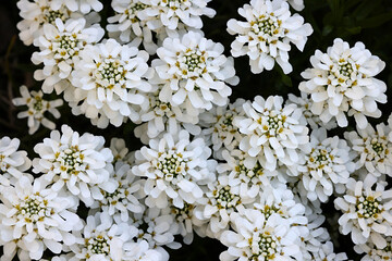 Evergreen candytuft, Iberis sempervirens, also known as perennial candytuft, an early spring flower...