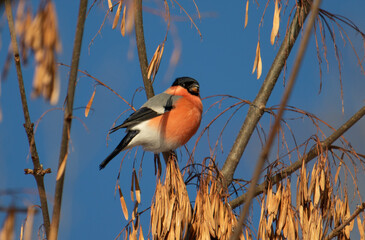 Bird, red-breasted bullfinch on a tree branch in winter.