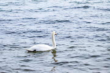 white swan on the sea