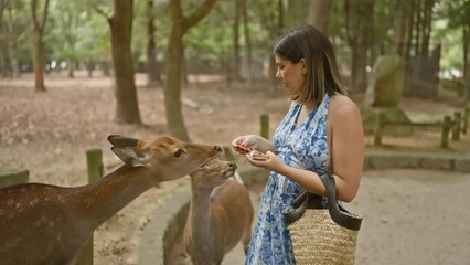 Cheerful, beautiful hispanic woman joyfully feeding cute deer with snack crackers at the popular nara park in japan, delighting in the unique culture and wildlife attraction outdoors!